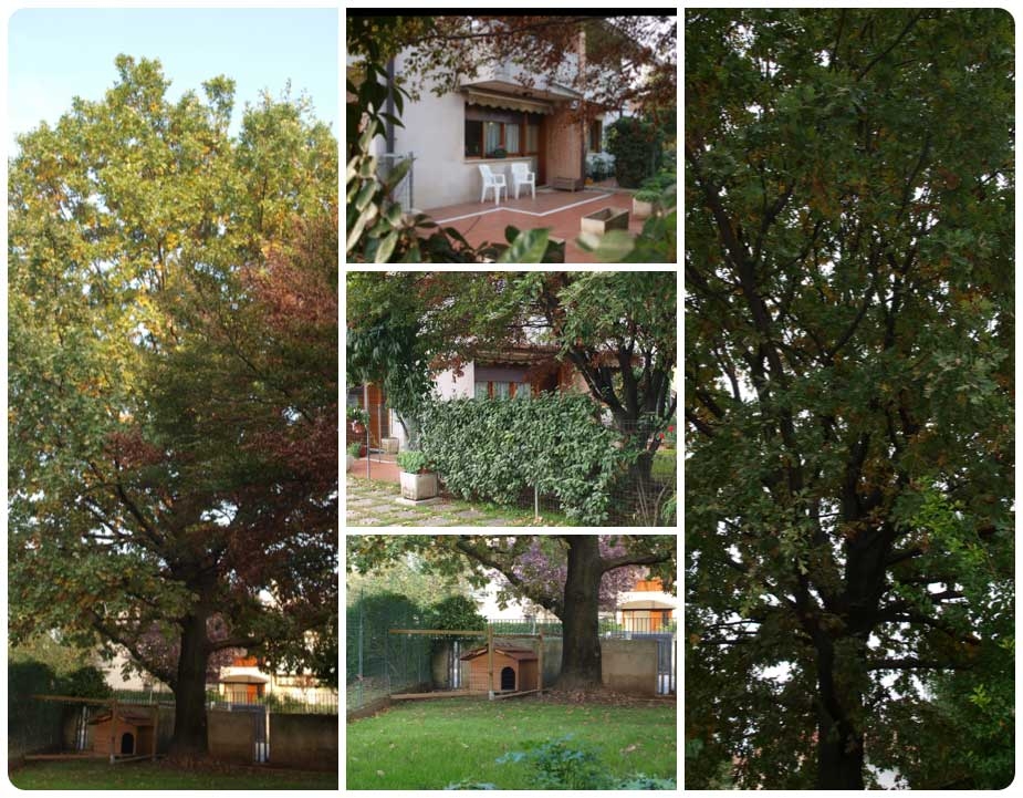 Il giardino
